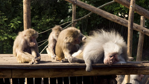 Dierenpark in de omgeving Amersfoort